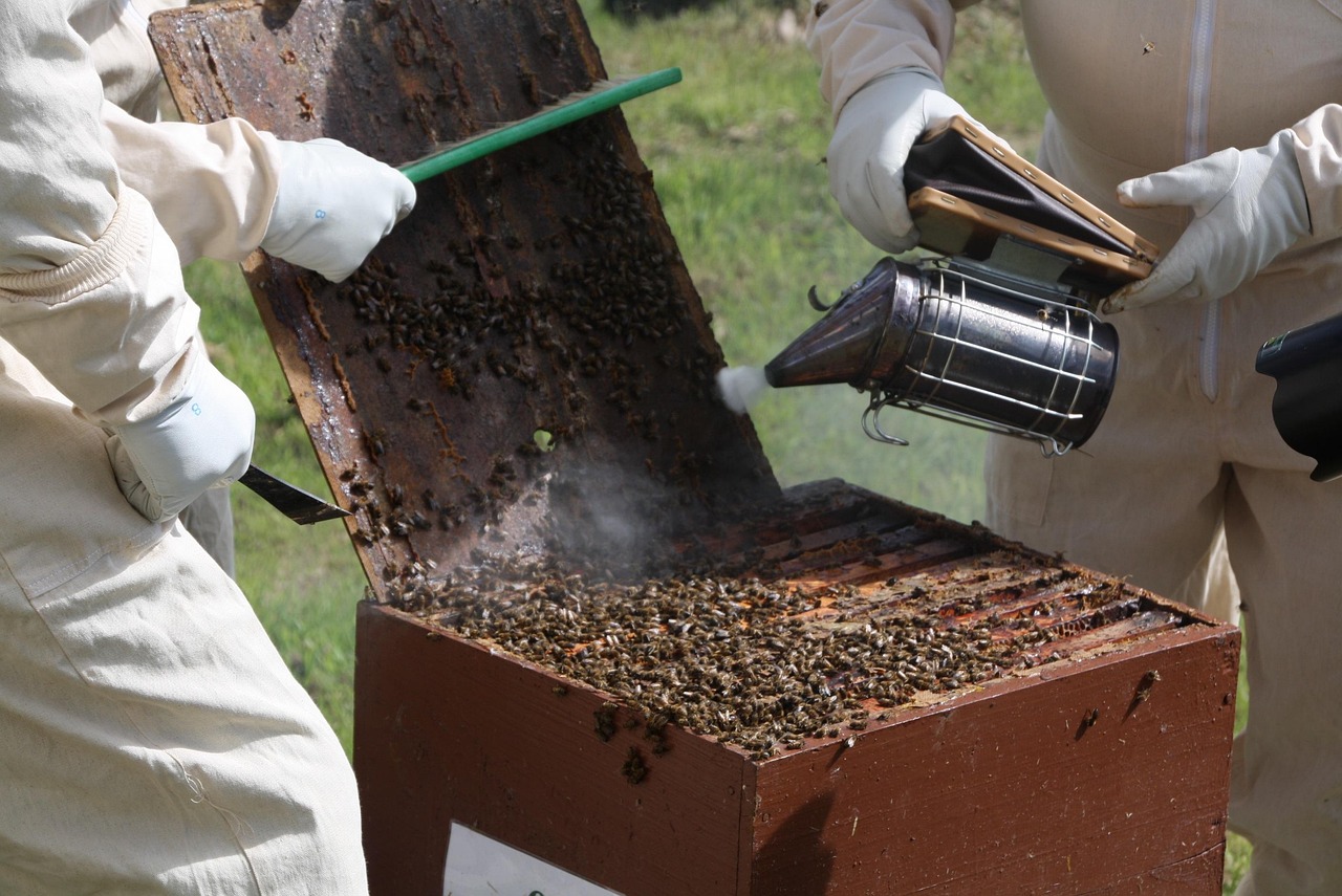 Beekeeper inspecting hive frames in the apiary