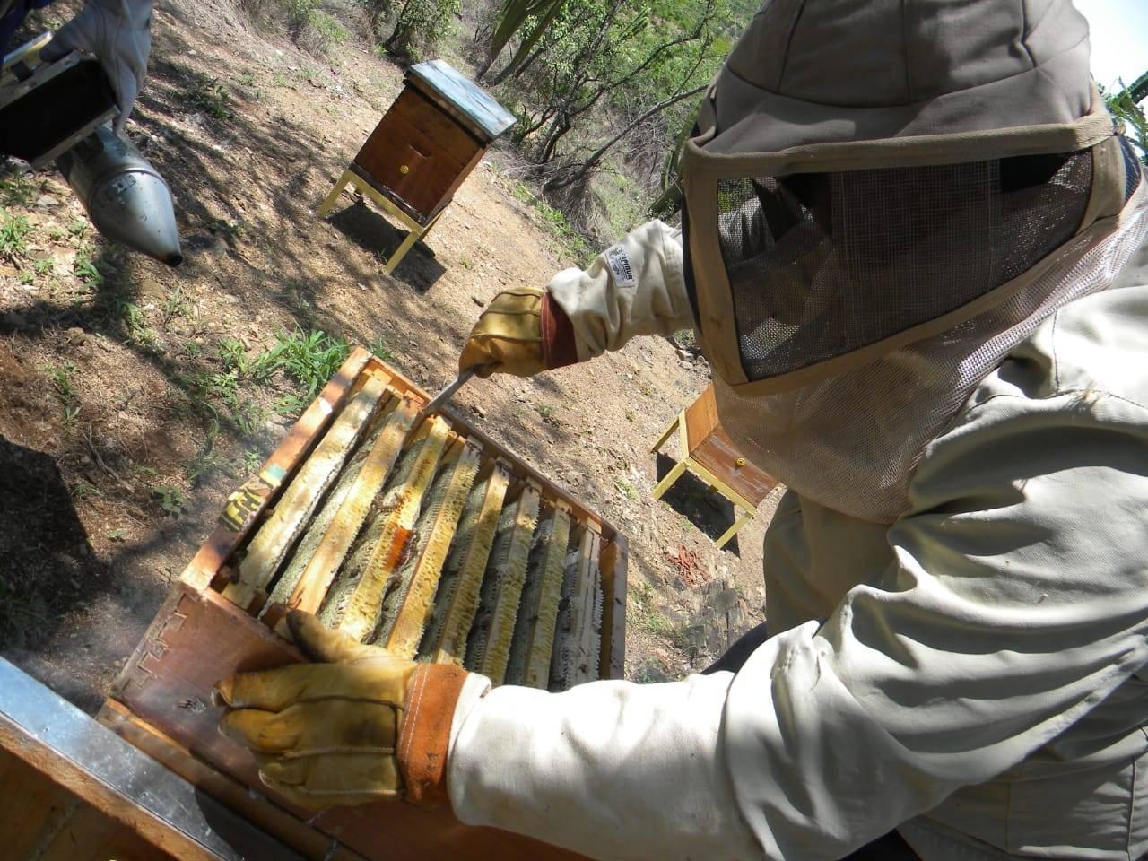 Beekeeper working with hive and smoker in apiary