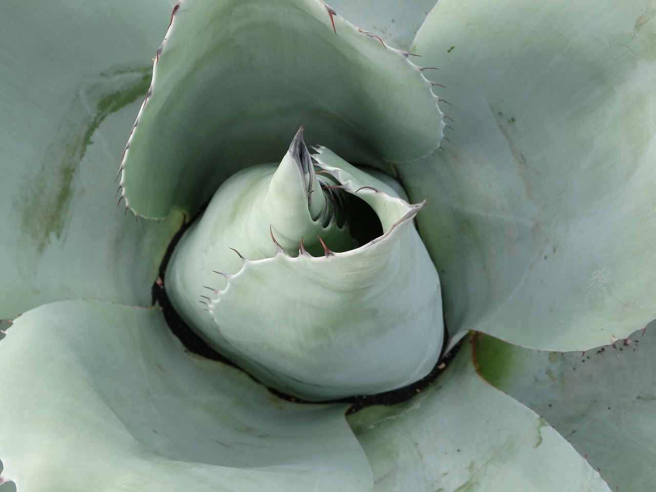 Agave field in Oaxaca Mexico for mezcal